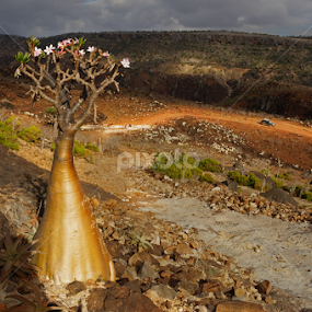 The Desert Rose by Prasad Kotian - Landscapes Travel