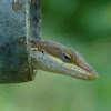 Green anole