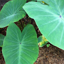 Taro/ kalo