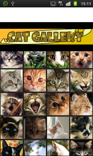 Cat Gallery