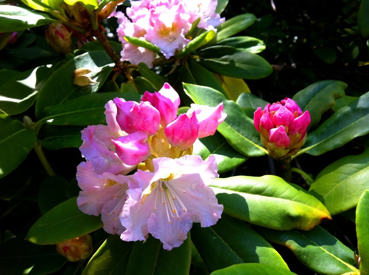 Rhododendron buds: Light Pink