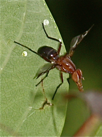 Picture-winged Fly