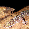 Peter's Bent-toed Gecko