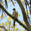 halcón guaco - guaicurú - laughing falcon