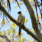 halcón guaco - guaicurú - laughing falcon
