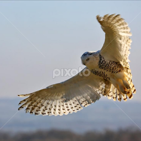 Snowy Owl at the Cotswold Falconary Centre yesterday. by Marlene Finlayson - Animals Birds