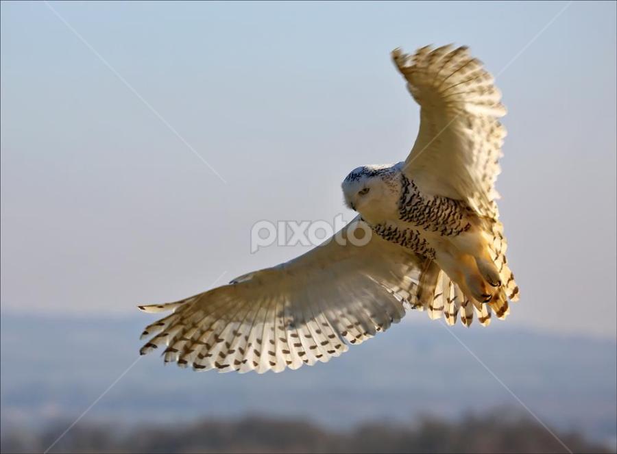 Snowy Owl at the Cotswold Falconary Centre yesterday. by Marlene Finlayson - Animals Birds