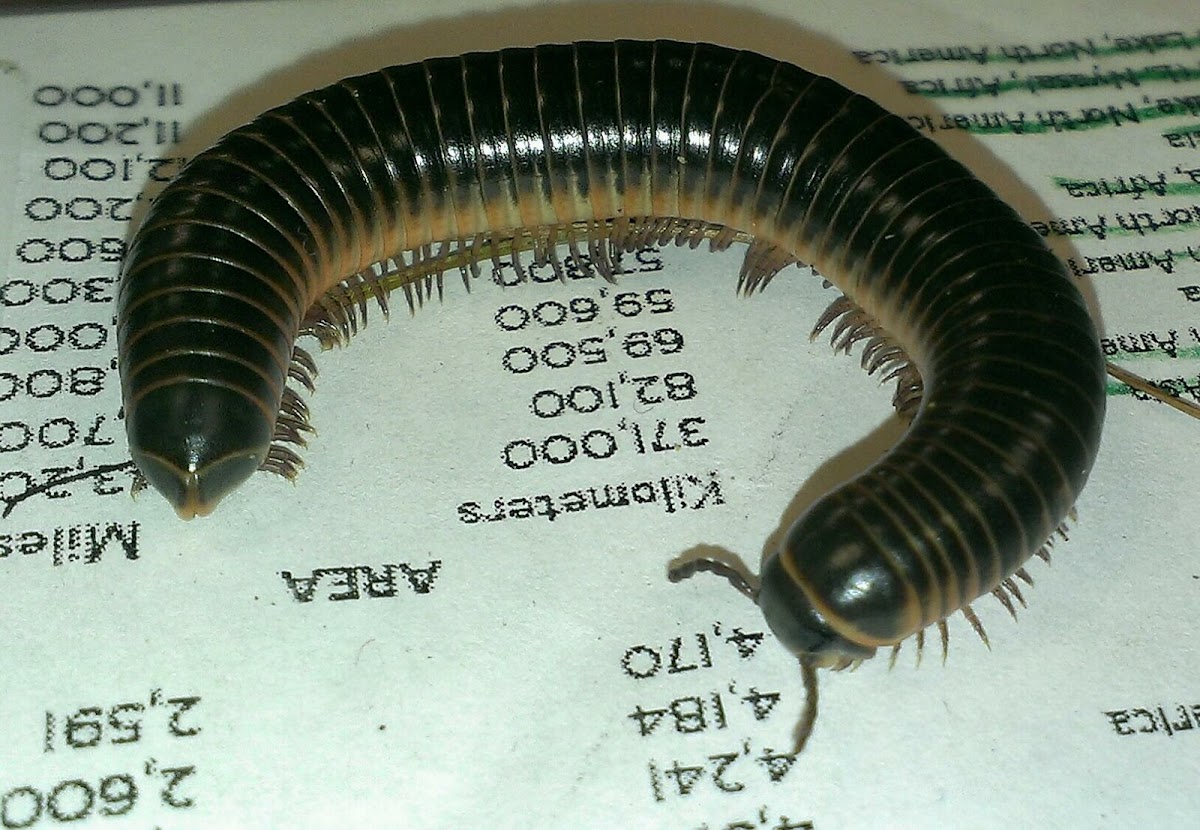 Spirobolid Millipede