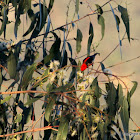 Scarlet Myzomela or Bloodbird