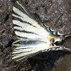 Rite swallowtail/Scarce swallowtail