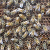 Western Honey Bee Hive (man-made)