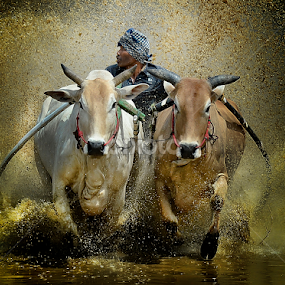 Struggled by Pimpin Nagawan - Sports & Fitness Rodeo/Bull Riding