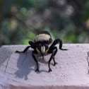 Bee Mimic Robber Fly