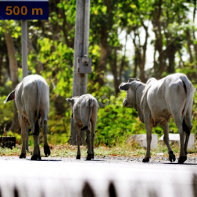 The Traveler by Jhun Melchor - Animals Other