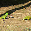 Tui Parakeet (left) / White-winged Parakeet (right)