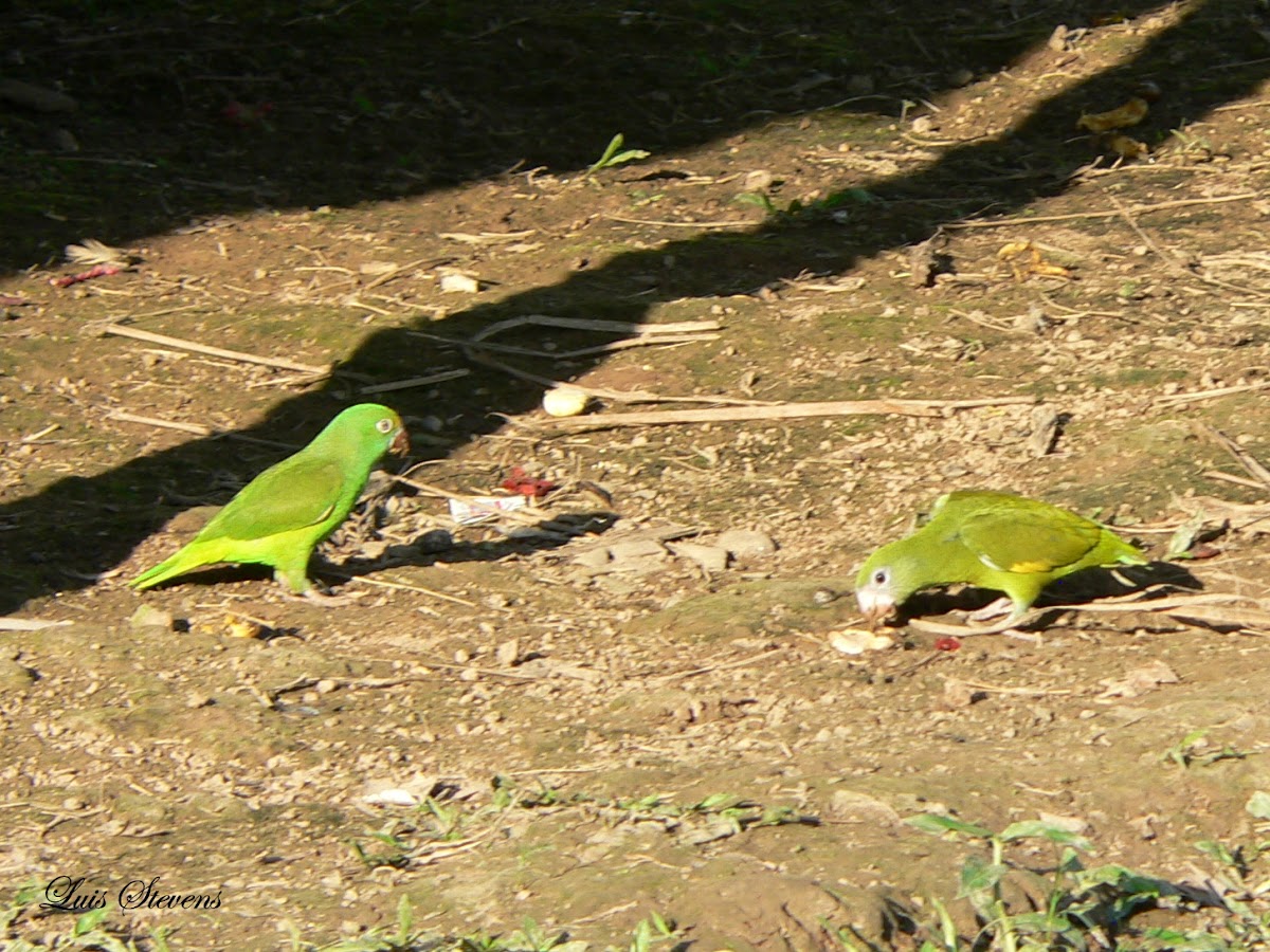Tui Parakeet (left) / White-winged Parakeet (right)
