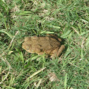 Marine Toad/ Cane toad