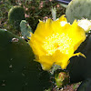 Prickly Pear Cactus