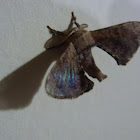 Bombycid Moth