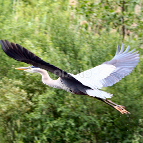 Taking Flight  by Judee Schofield - Animals Birds