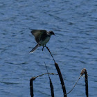 Eastern kingbird