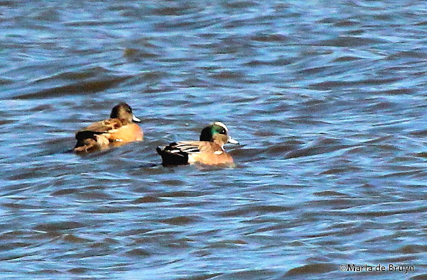 American wigeon | Project Noah