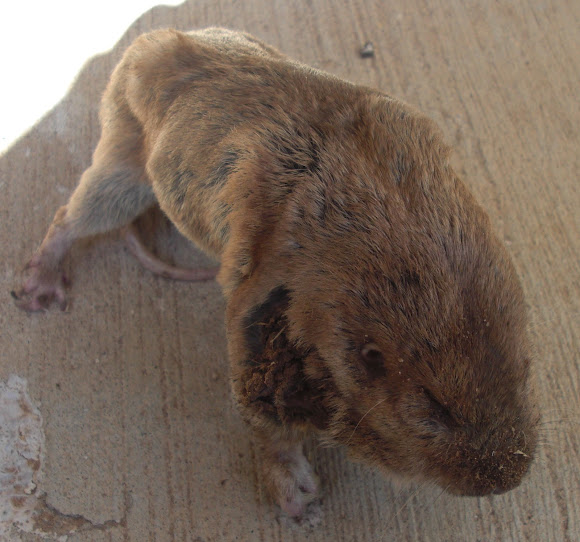 Plains Pocket Gopher Project Noah