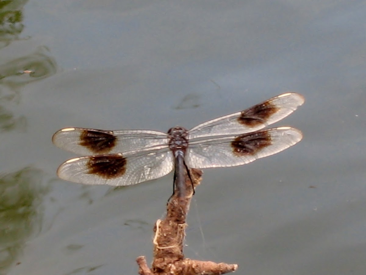 Four-Spotted Pennant  Dragonfly