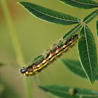 Spotted Datana Moth Caterpillar