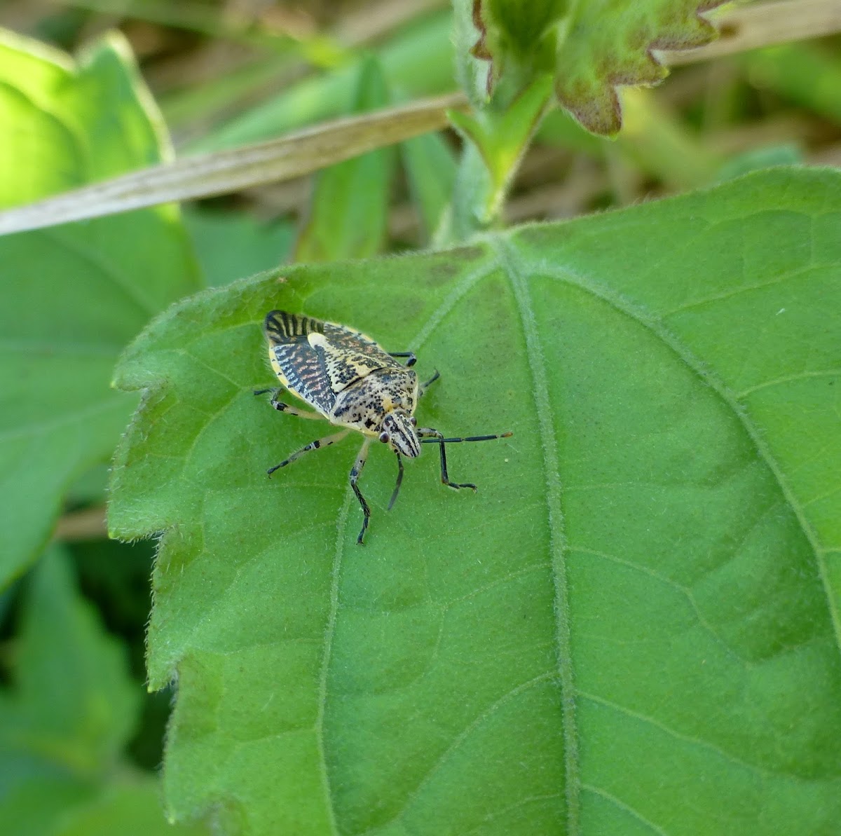 Stink Bug