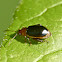 Passionflower flea beetle