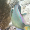 Spotlight Parrotfish