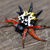 Jewel Spider