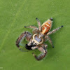 Jumping Spider (male) with prey