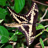 Thoas Swallowtail