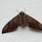Ambulyx moth