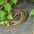 Garter Snake