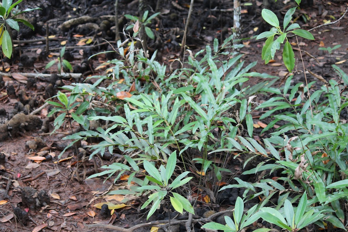 Mangrove Fern