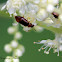 Ocellate Rove Beetle