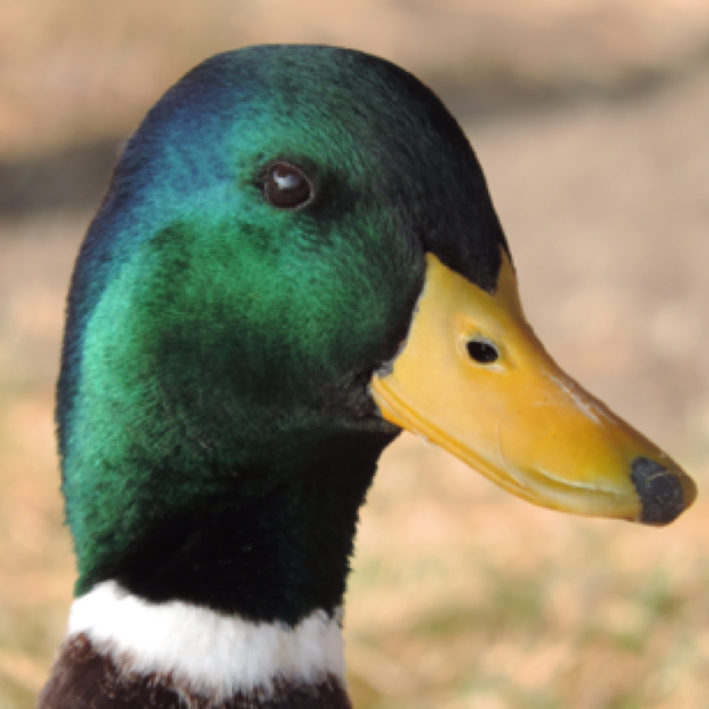 Mallard