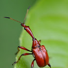 Leaf-rolling Weevil