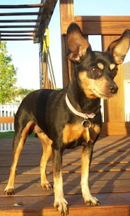 How to download Toy Terrier Wallpapers 1.0 unlimited apk for laptop