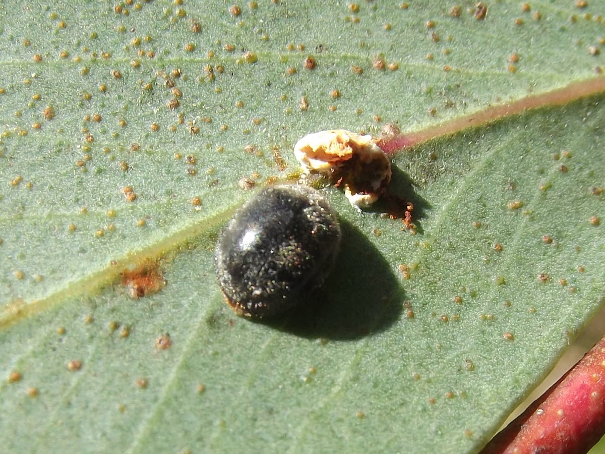 Furry ladybird beetle