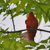 Summer Tanager