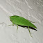 Narrow-Beaked Katydid