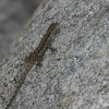 Ornate Tree Lizard