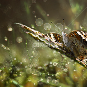 Mrs. Beautifull n morning dew by A Rahman - Animals Insects & Spiders