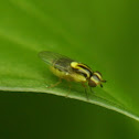 Grass Fly