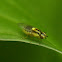 Grass Fly