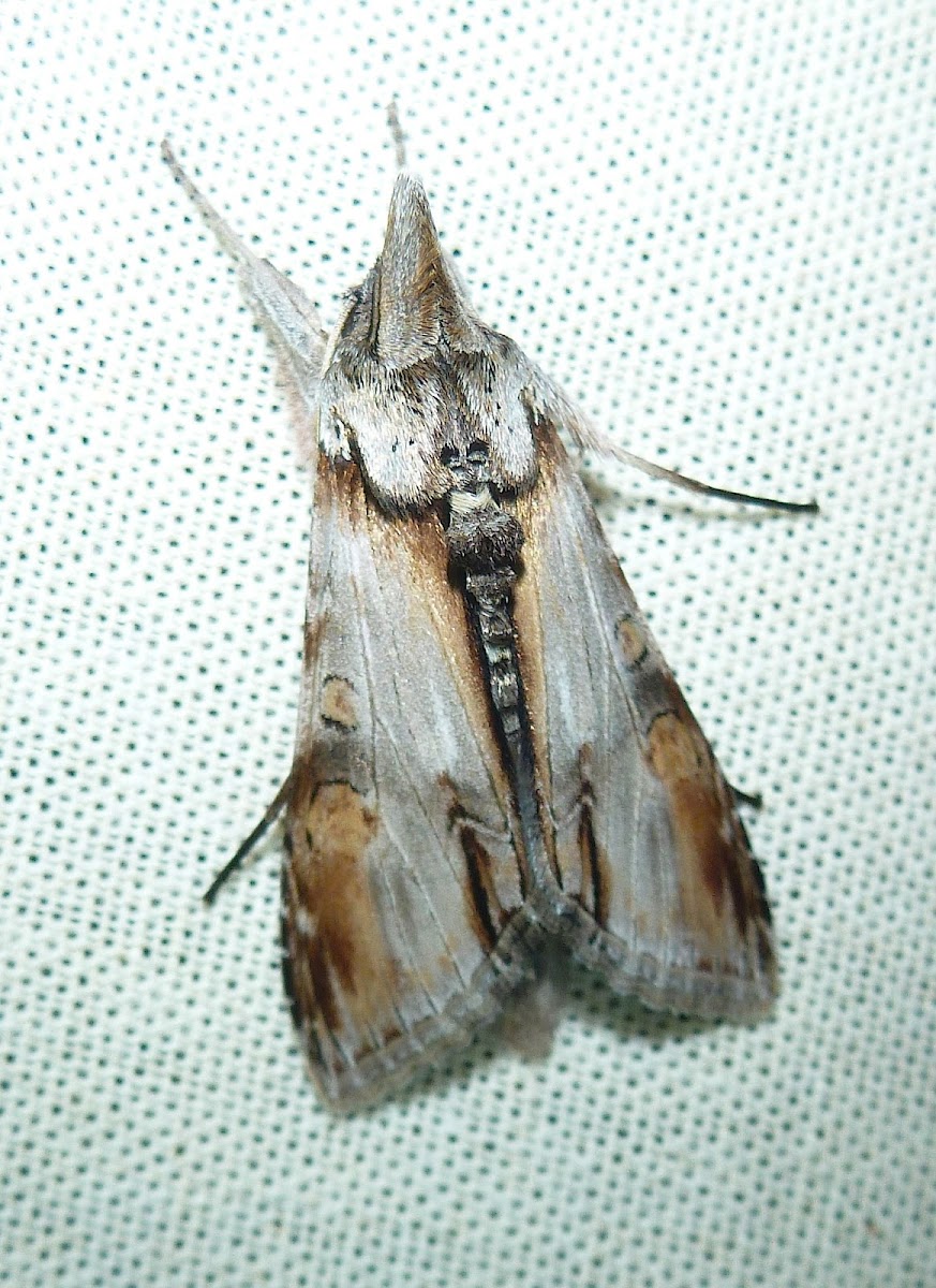 Hooded Owlet Moth